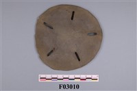 藏品(曼氏星楯海膽)的圖片